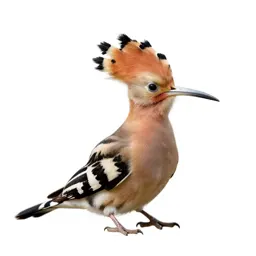 Hoopoe with its crest raised