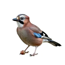 Jay with acorn