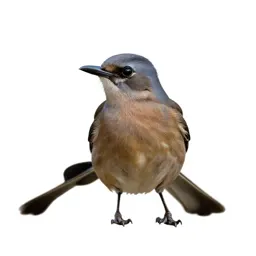 Kingbird