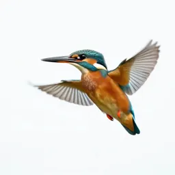 Kingfisher hovering