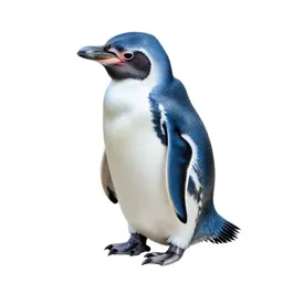 Little blue penguin