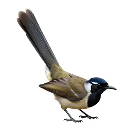 Lyrebird with its tail arched