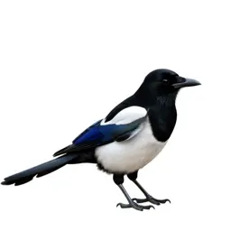 Magpie