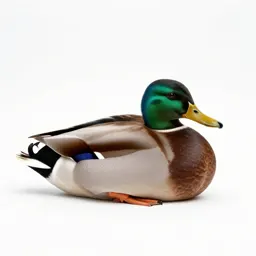 Mallard duck