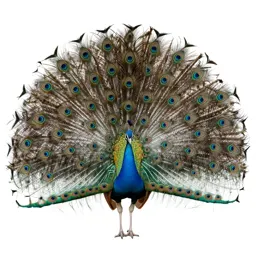 Peacock displaying