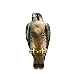 Peregrine falcon stooping
