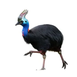 Pukeko mid-stride