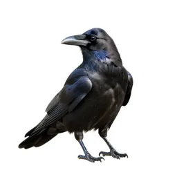 Raven