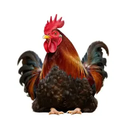 Rooster crowing