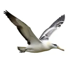 Royal albatross gliding