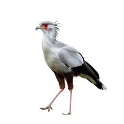 Secretary bird striding