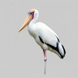 Shoebill stork