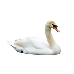 Swan gliding