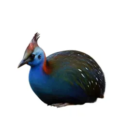 Takahe