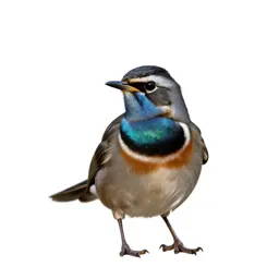Tui with an iridescent throat
