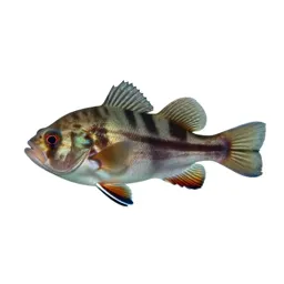 Bio-luminescent deep sea fish