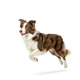 Border collie mid-leap