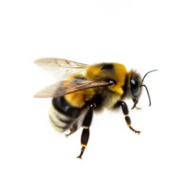 Bumblebee on approach