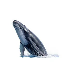 Humpback whale breaching