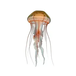 Jellyfish with long tendrils
