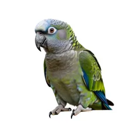 Kea parrot
