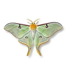 Luna moth