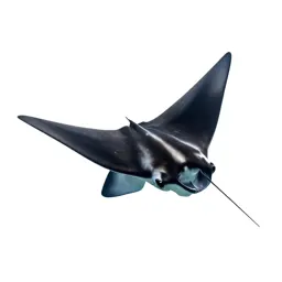 Manta ray gliding