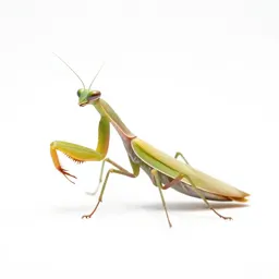 Praying mantis