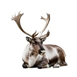Reindeer with full antlers