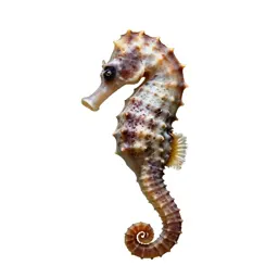 Seahorse