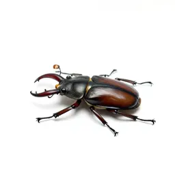 Stag beetle
