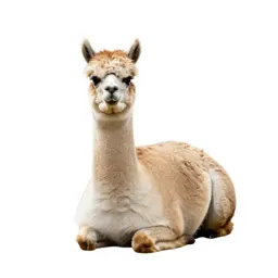Alpaca