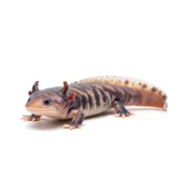 Axolotl