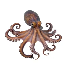 Octopus with curled arms