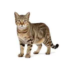 Sabre-toothed cat