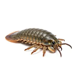 Trilobite on the seafloor