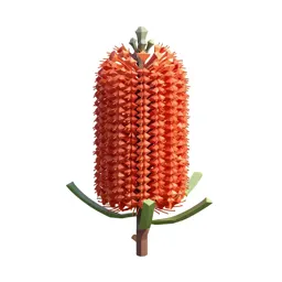 Banksia flower