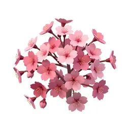 Cherry blossom cluster
