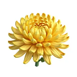 Chrysanthemum