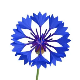Cornflower