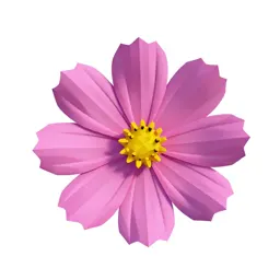 Cosmos flower