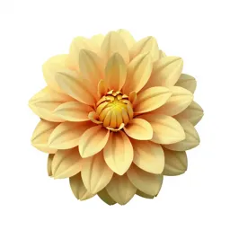 Dahlia with tight petals