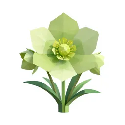 Hellebore nodding