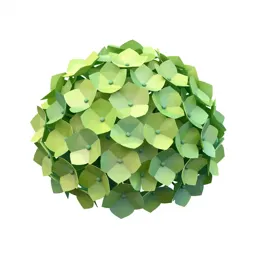 Hydrangea head