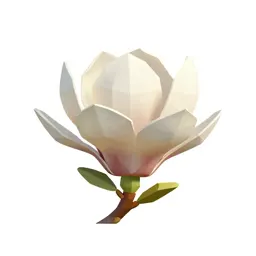 Magnolia flower