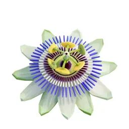 Passionflower