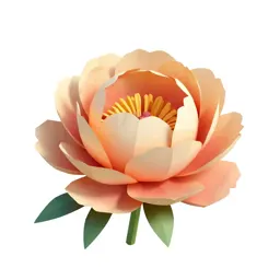 Peony opening