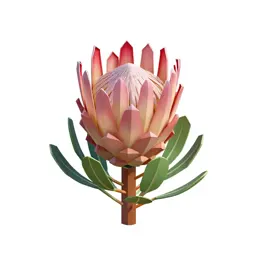 Protea bloom