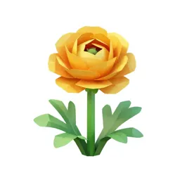 Ranunculus