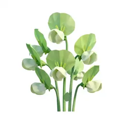 Sweet pea cluster